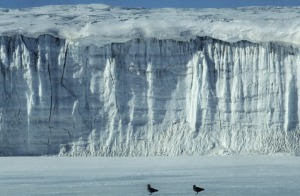 Skuas Skuas