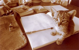 Cambodia, Kitten